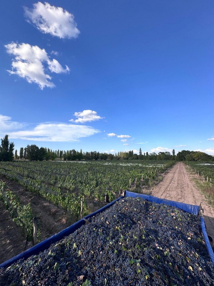 INMOESTATE VENDE FINCA PRODUCTIVA EN AGRELO, LUJAN DE CUYO, MENDOZA