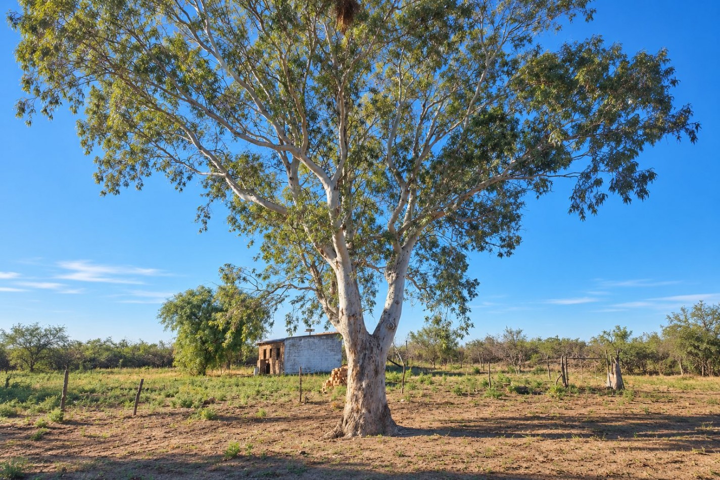 INMOESTATE VENDE CAMPO EN LAS CATITAS, SANTA ROSA, MENDOZA