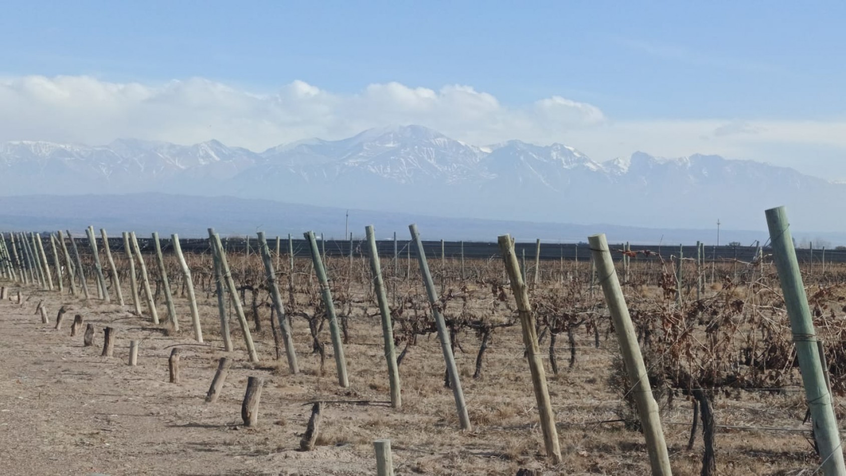 INMOESTATE VENDE FINCAS PRODUCTIVAS EN UGARTECHE, LUJAN DE CUYO, MENDOZA