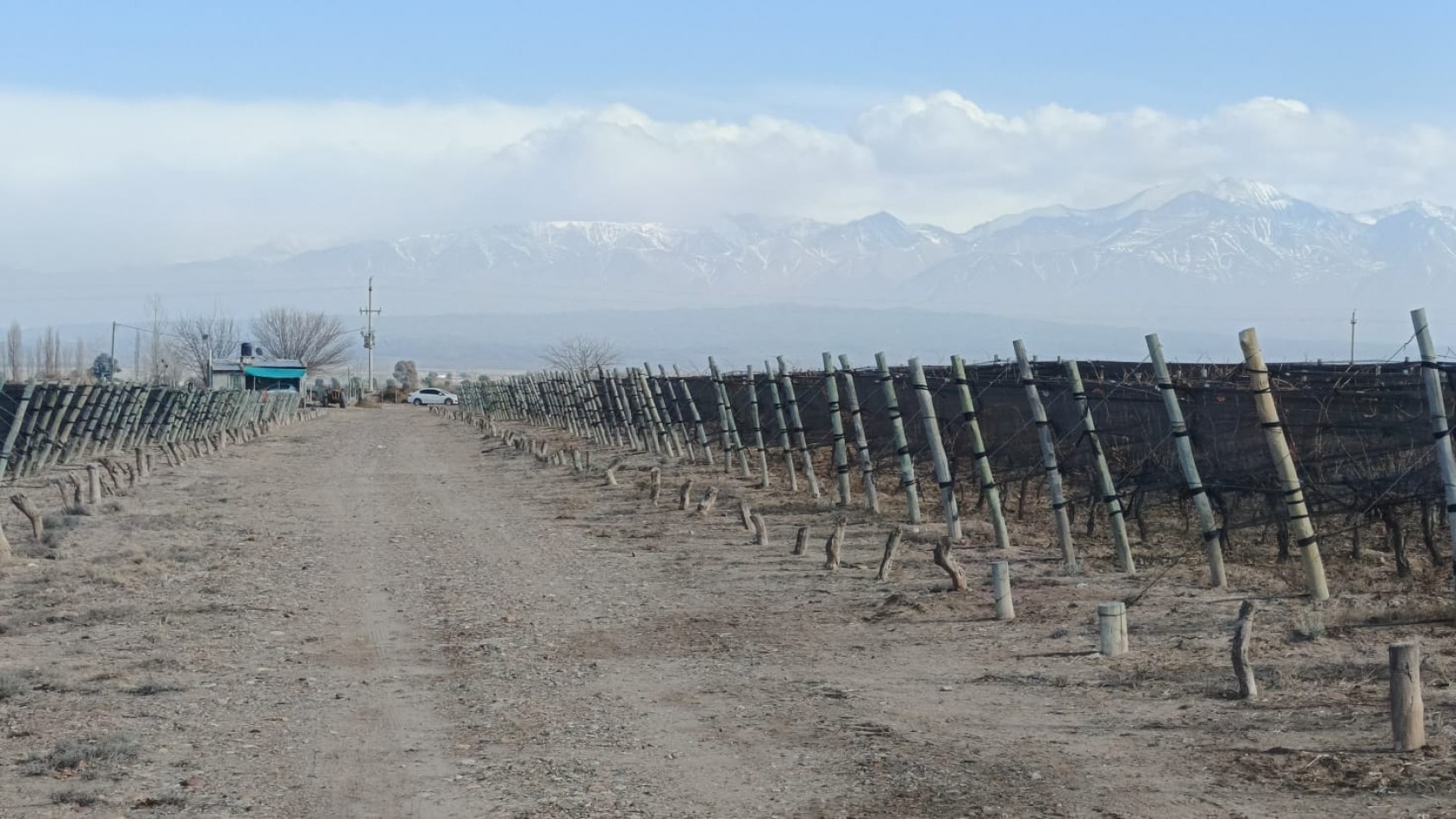 INMOESTATE VENDE FINCAS PRODUCTIVAS EN UGARTECHE, LUJAN DE CUYO, MENDOZA