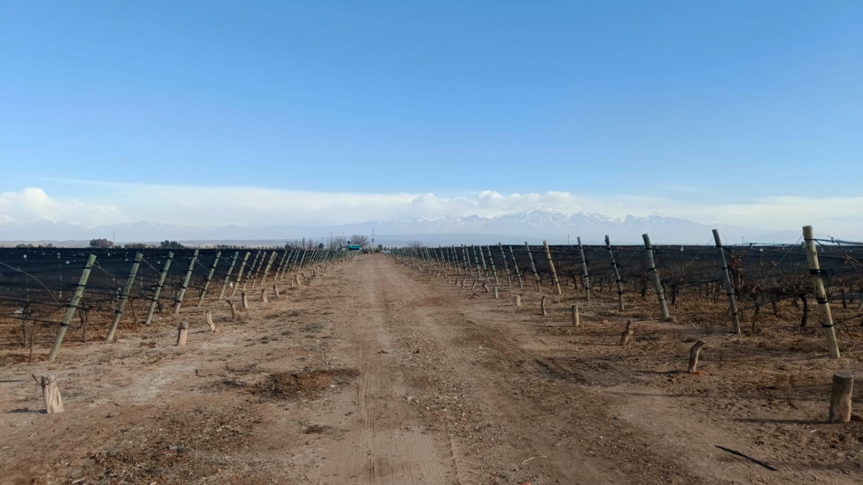 INMOESTATE VENDE FINCAS PRODUCTIVAS EN UGARTECHE, LUJAN DE CUYO, MENDOZA