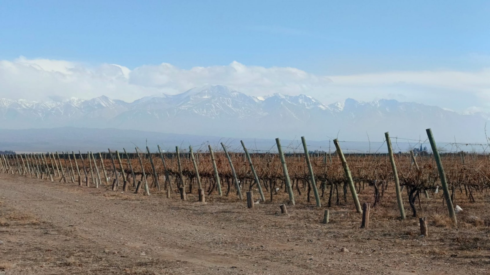 INMOESTATE VENDE FINCAS PRODUCTIVAS EN UGARTECHE, LUJAN DE CUYO, MENDOZA