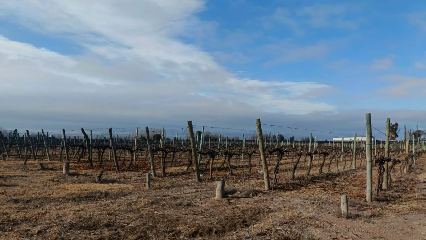 INMOESTATE VENDE FINCAS PRODUCTIVAS EN UGARTECHE, LUJAN DE CUYO, MENDOZA