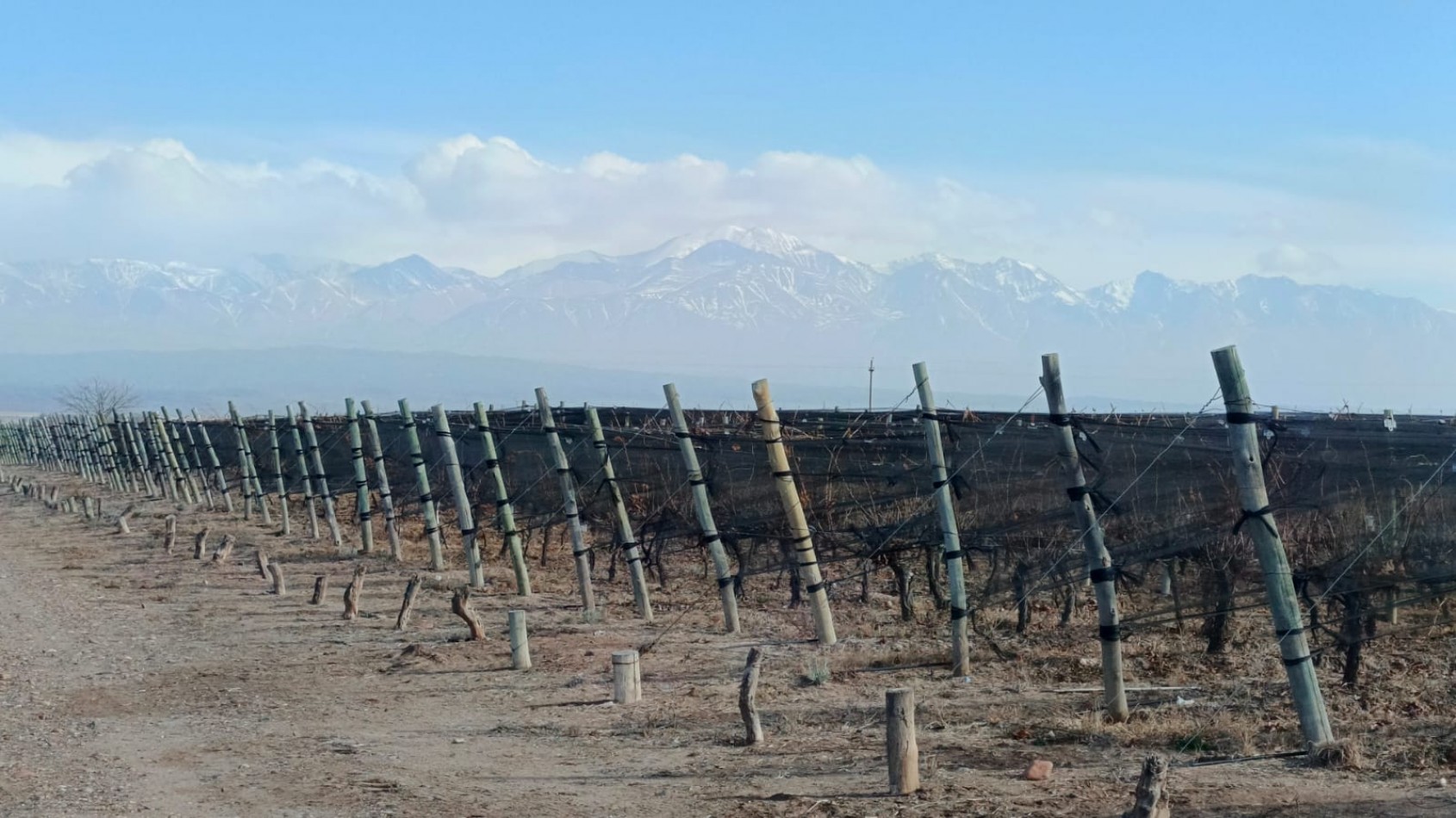 INMOESTATE VENDE FINCAS PRODUCTIVAS EN UGARTECHE, LUJAN DE CUYO, MENDOZA