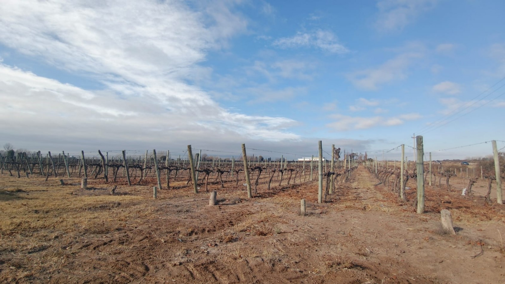 INMOESTATE VENDE FINCAS PRODUCTIVAS EN UGARTECHE, LUJAN DE CUYO, MENDOZA