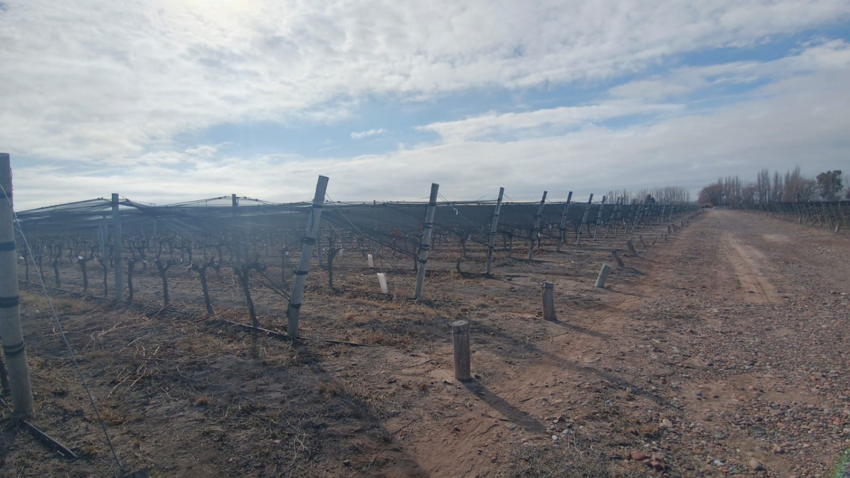 INMOESTATE VENDE FINCAS PRODUCTIVAS EN UGARTECHE, LUJAN DE CUYO, MENDOZA