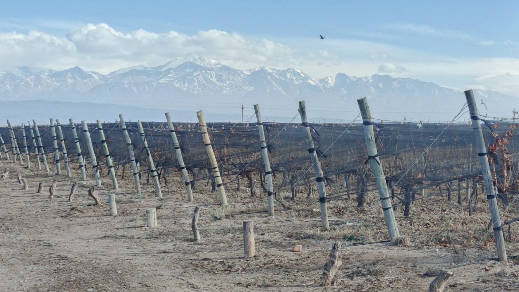 INMOESTATE VENDE FINCAS PRODUCTIVAS EN UGARTECHE, LUJAN DE CUYO, MENDOZA
