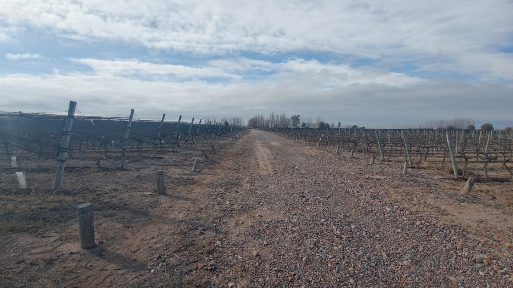 INMOESTATE VENDE FINCAS PRODUCTIVAS EN UGARTECHE, LUJAN DE CUYO, MENDOZA