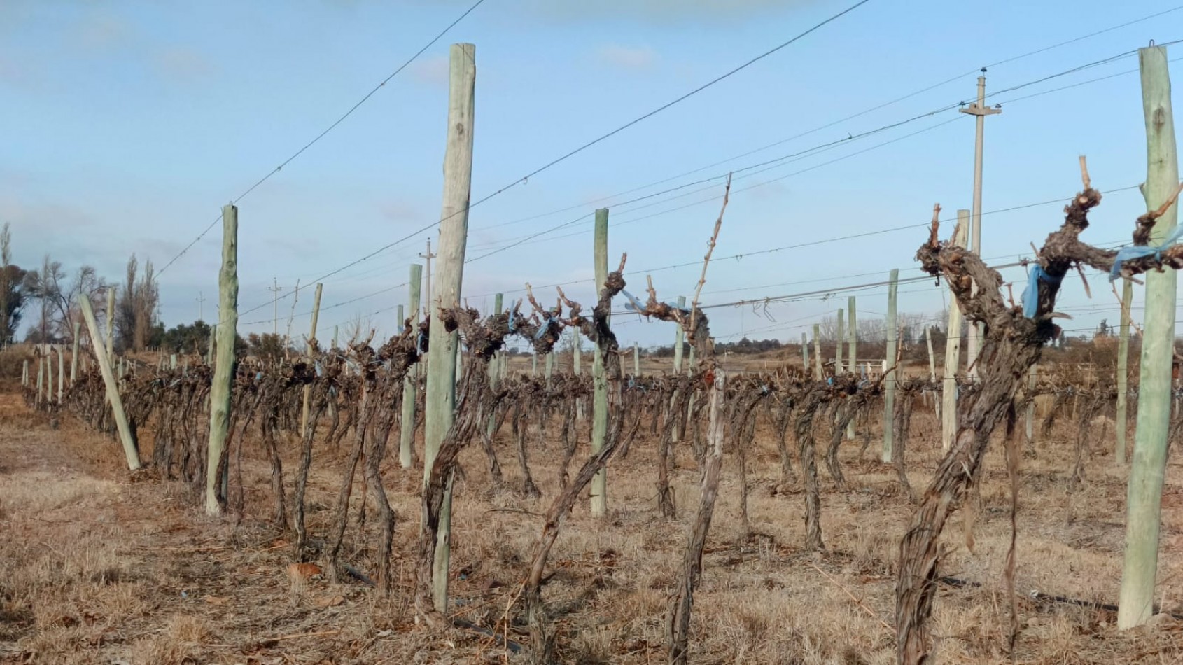 INMOESTATE VENDE FINCAS PRODUCTIVAS EN UGARTECHE, LUJAN DE CUYO, MENDOZA