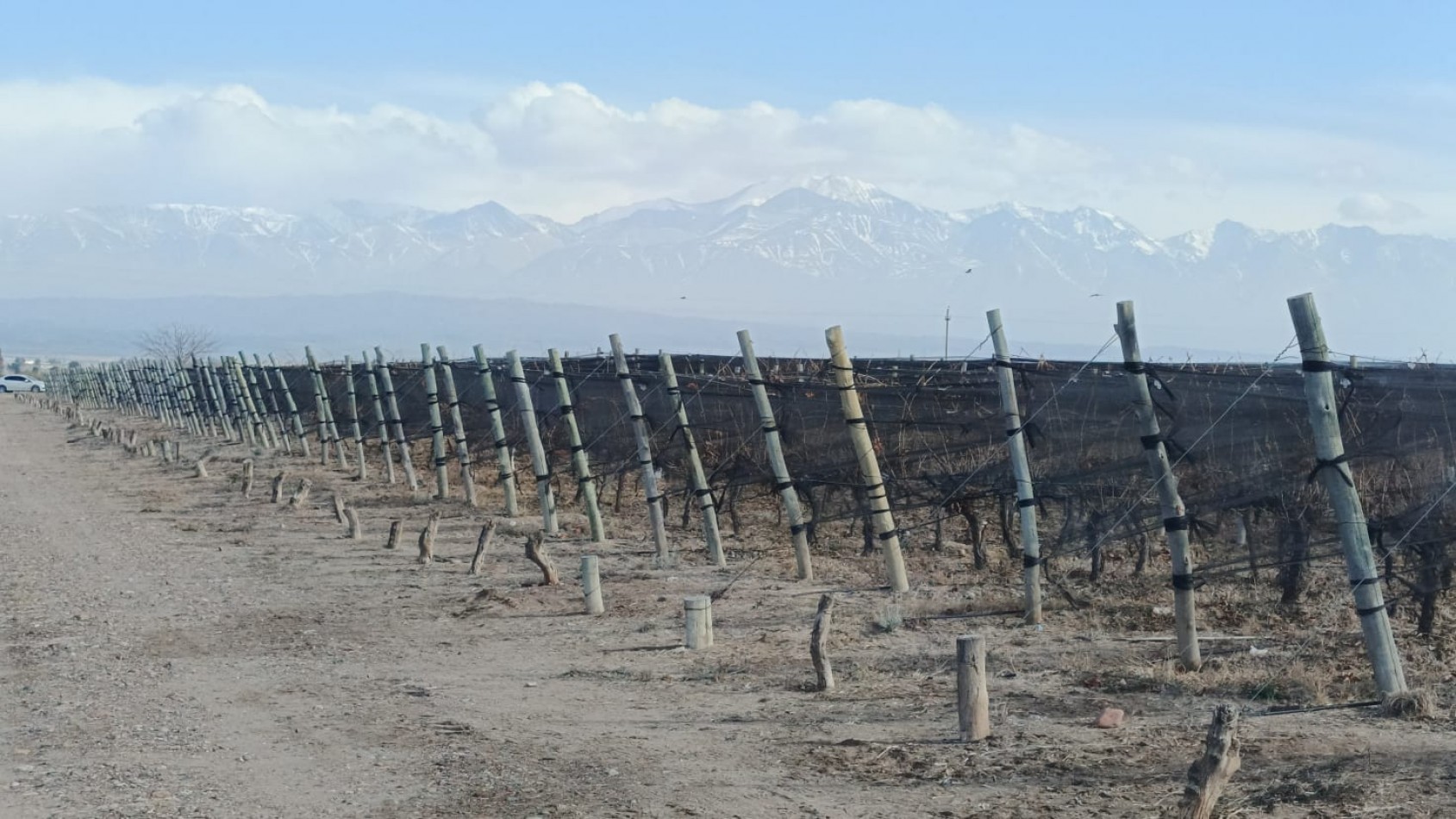 INMOESTATE VENDE FINCAS PRODUCTIVAS EN UGARTECHE, LUJAN DE CUYO, MENDOZA