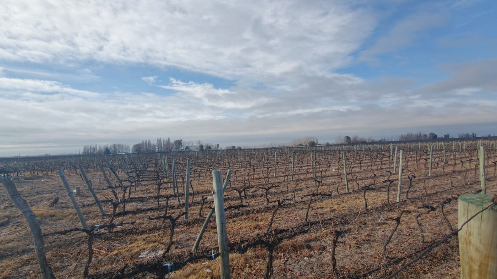 INMOESTATE VENDE FINCAS PRODUCTIVAS EN UGARTECHE, LUJAN DE CUYO, MENDOZA