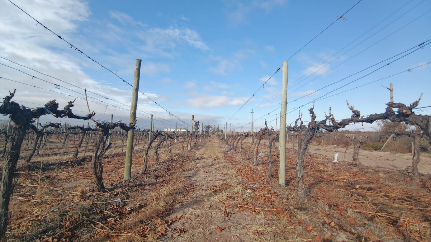 INMOESTATE VENDE FINCAS PRODUCTIVAS EN UGARTECHE, LUJAN DE CUYO, MENDOZA
