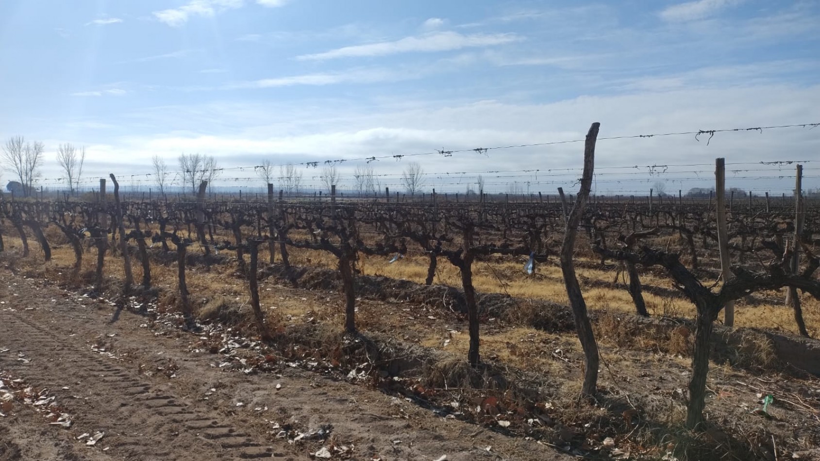 INMOESTATE VENDE FINCAS PRODUCTIVAS EN UGARTECHE, LUJAN DE CUYO, MENDOZA