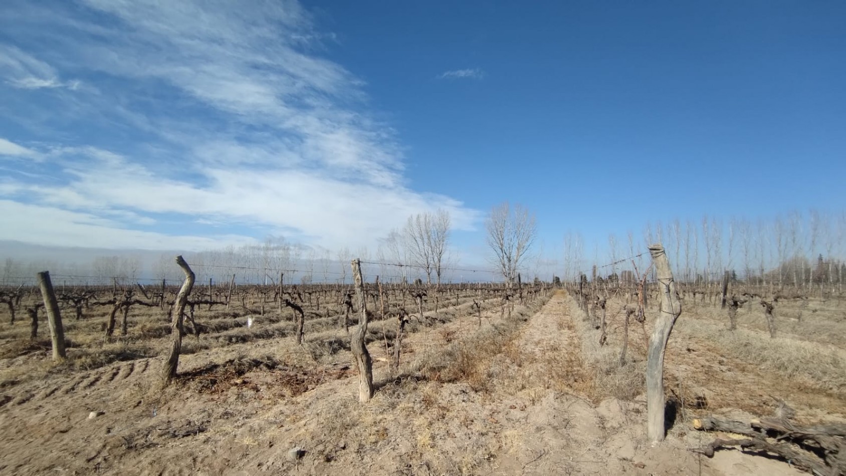 INMOESTATE VENDE FINCAS PRODUCTIVAS EN UGARTECHE, LUJAN DE CUYO, MENDOZA
