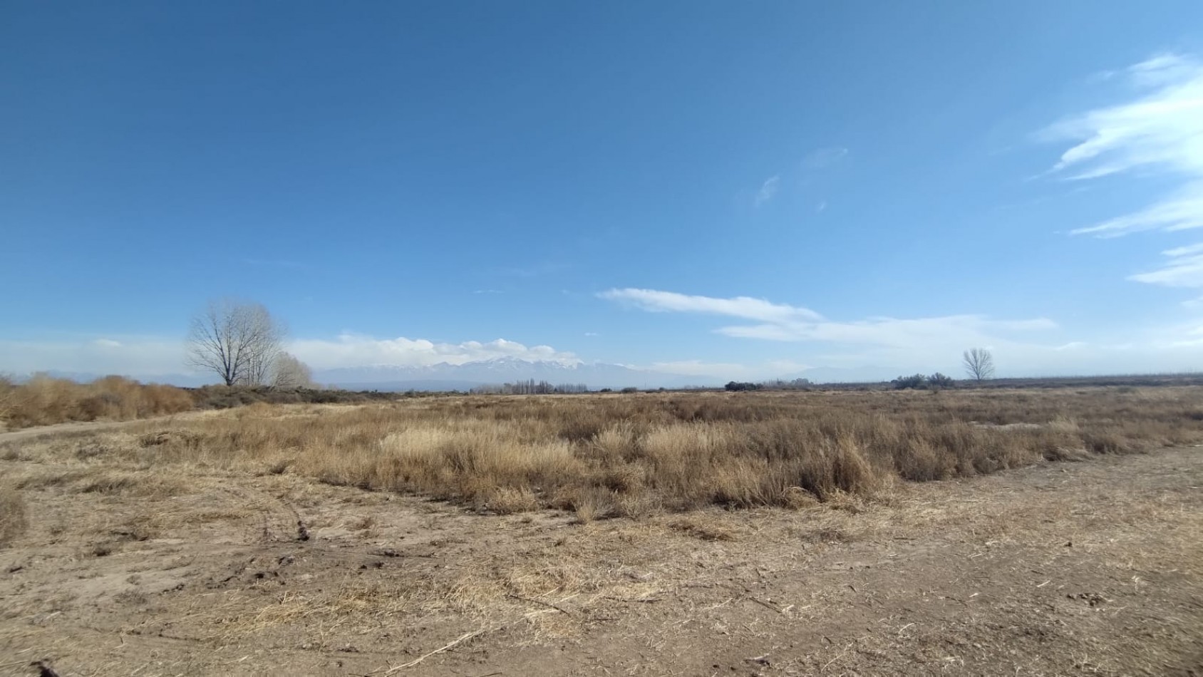 INMOESTATE VENDE FINCAS PRODUCTIVAS EN UGARTECHE, LUJAN DE CUYO, MENDOZA