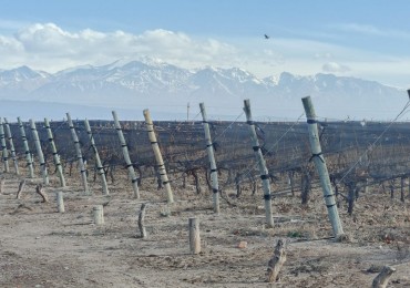 INMOESTATE VENDE FINCAS PRODUCTIVAS EN UGARTECHE, LUJAN DE CUYO, MENDOZA